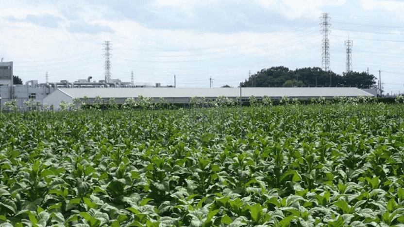 ゴールドリーフ <br>葉たばこ原料の開発