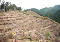 整備前の森。風倒被害で山肌が露わに（2007年）
