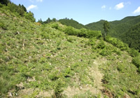 植栽した約2,000本の広葉樹が着実に成長（2012年）