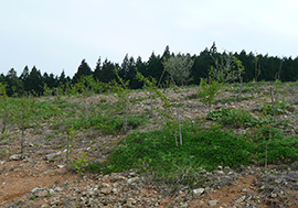 植栽された苗木が順調に成長（2012年／南洞地区）